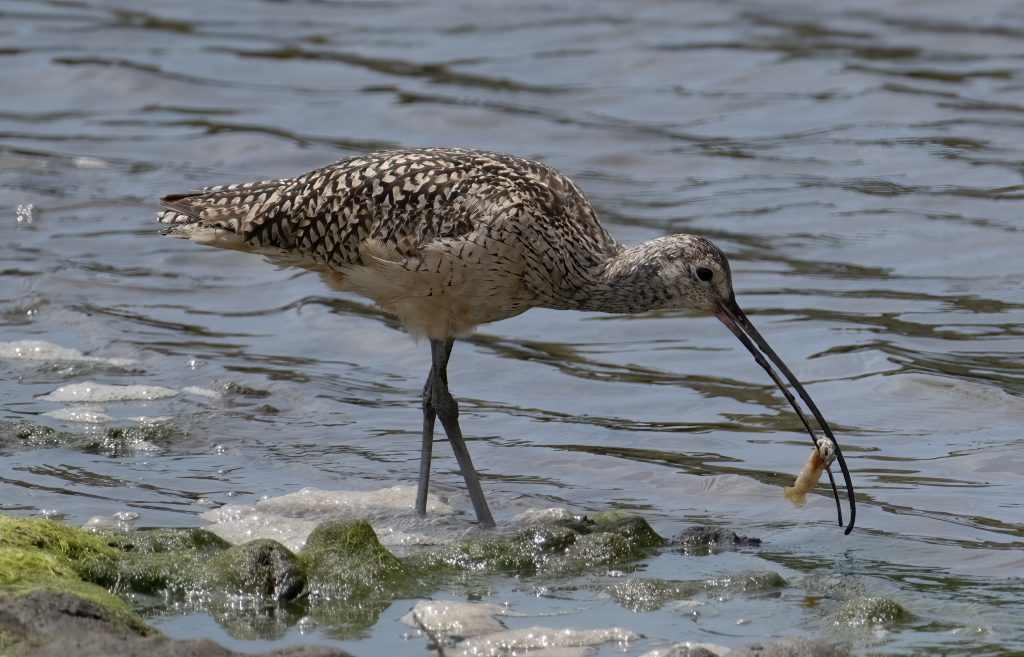 A Beginner’s Journey to Bird Photography: Lessons Learned