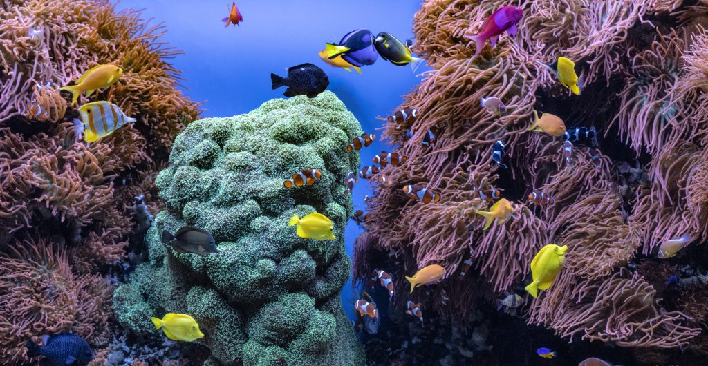 The Art of Aquarium Photography: Capturing Life Beneath the Waves