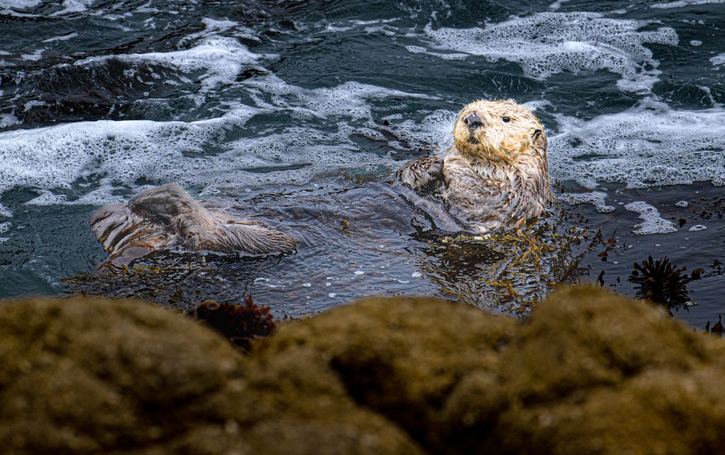 Nature Through the Lens: How Photography Connects Us to the Environmen